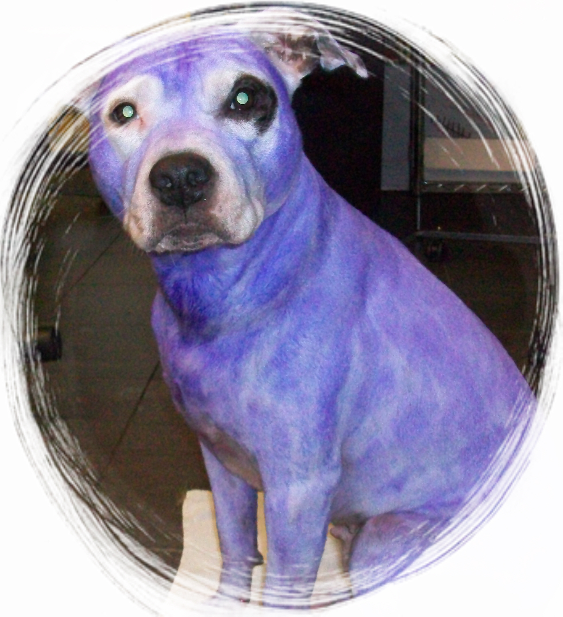 Purple Pitbull